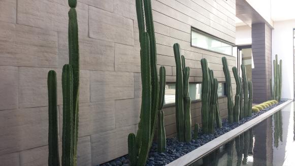 Modern Home Exterior Gets Pop of Color with Cactus Plants 