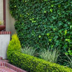 Drought-Tolerant Plants Complement Existing Ivy and Boxwoods
