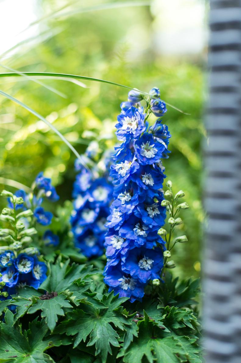 Beautiful blue delphiniums accompany the red white and blue motif found on the back deck.