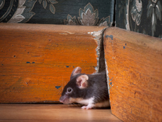 Mouse in Traditional Style-Room
