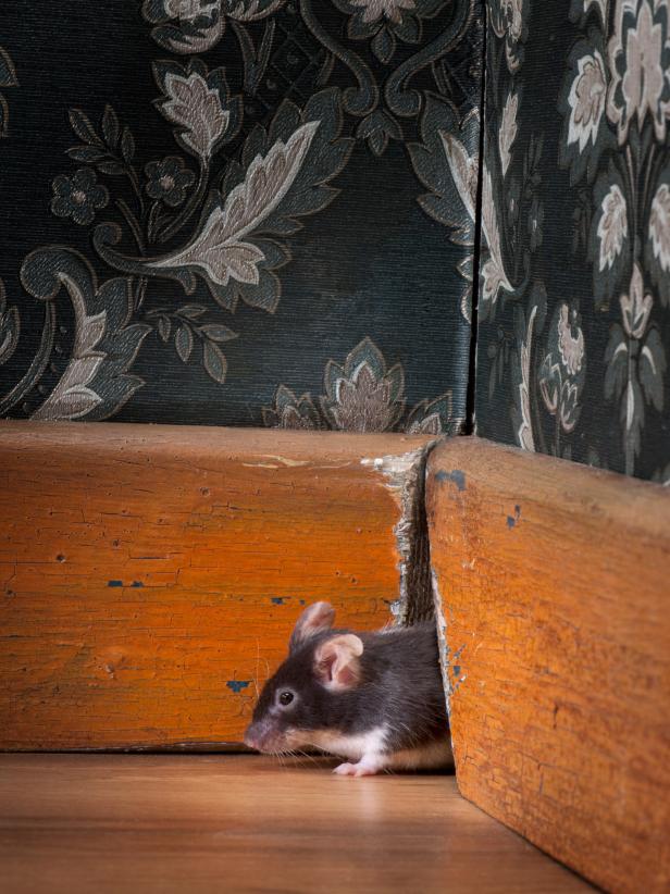 Mouse in Traditional Style-Room
