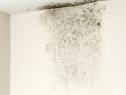 Black Mold Symptoms: Health Signs of Exposure - Molekule