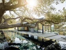 Modern Home Exterior, Infinity Swimming Pool and Oak Tree