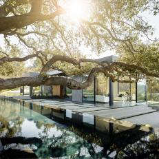 Infinity Pool Runs Under Oak Tree in Modern Backyard