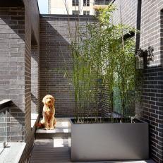 Golden Doodle on Private Doggie Balcony in Chicago