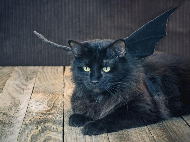Place the finished bat wings on your pet's back, securing them with the chest strap and by wrapping the extended pipe cleaners loosely around your pet's neck and twisting the ends together. Bend the wings up so they're more visible.