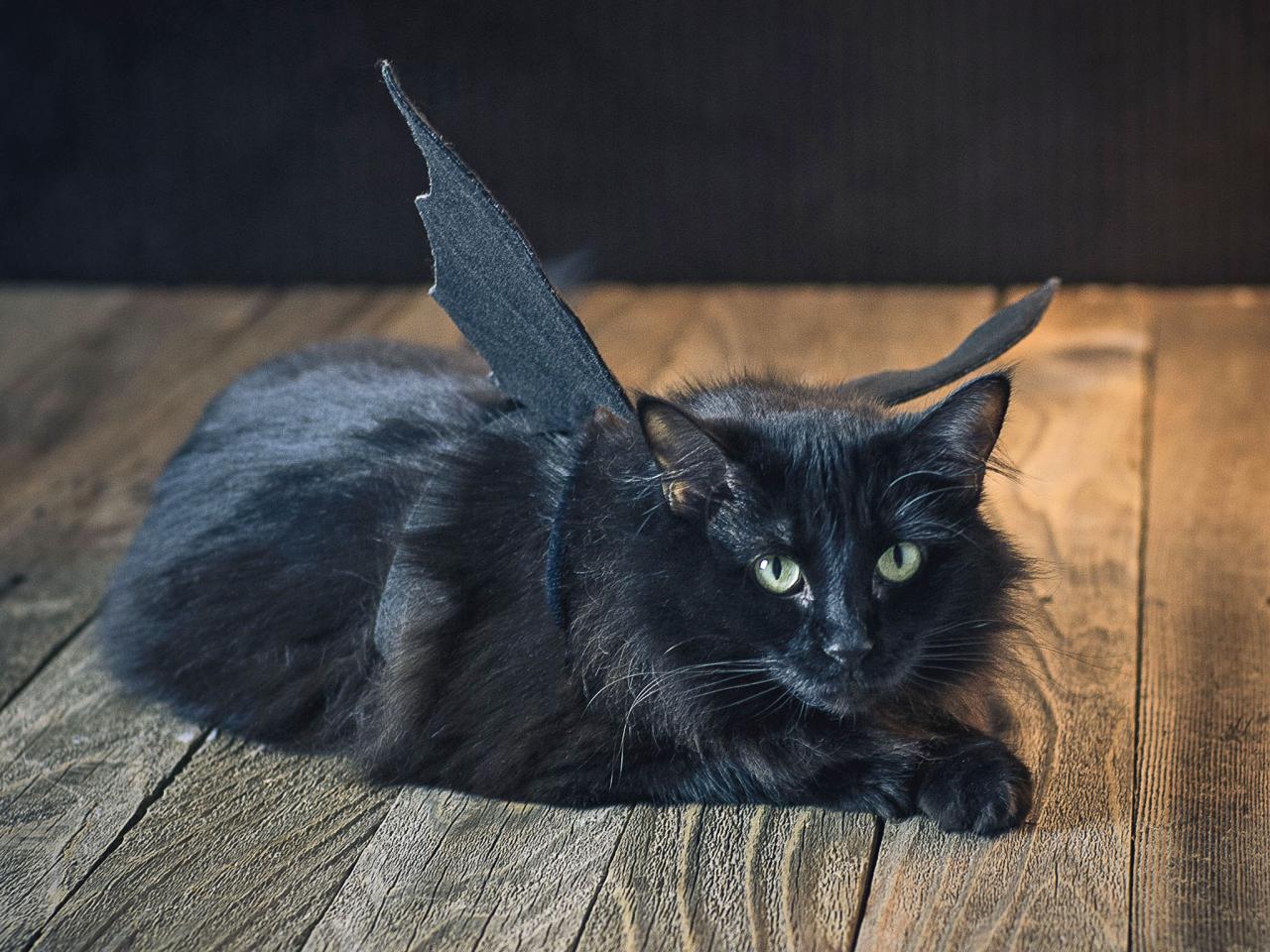 Halloween Pet Costume: Black Bat | HGTV