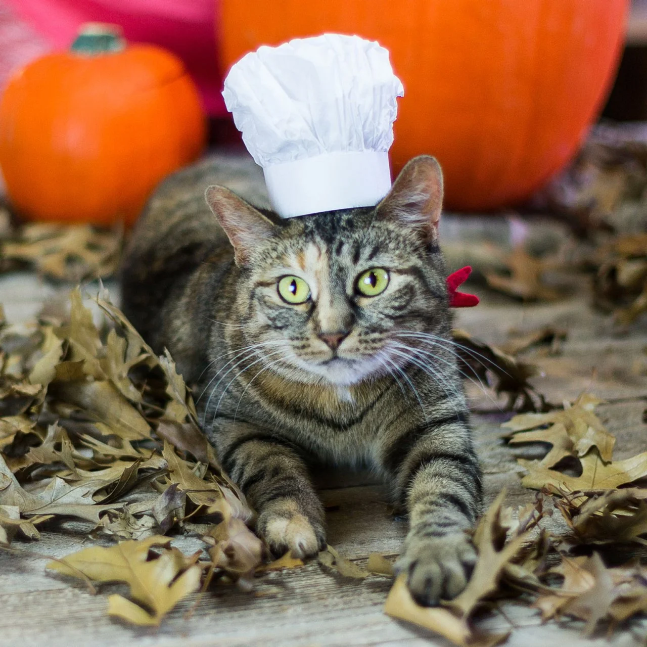 Halloween Pet Costume French Chef HGTV