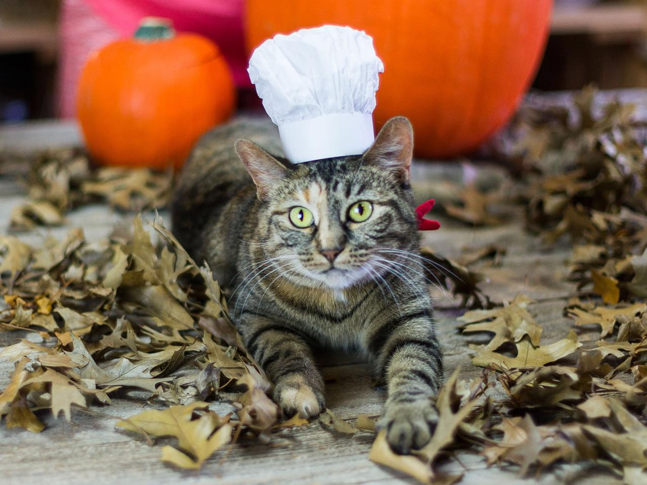 Halloween Pet Costume: French Chef | HGTV