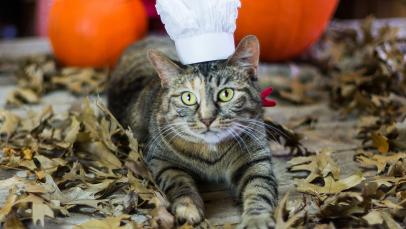 Halloween Pet Costume: French Chef | HGTV