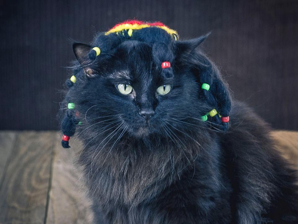 19 Diy Dog Costumes Cat Costumes For Halloween Hgtv
