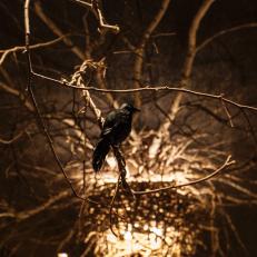 Nested Light Structure Displays Decorative Crow