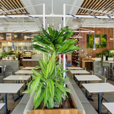 Indoor Container Gardens Enliven Dining Area