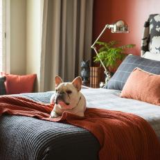 Orange Bedroom With French Bulldog