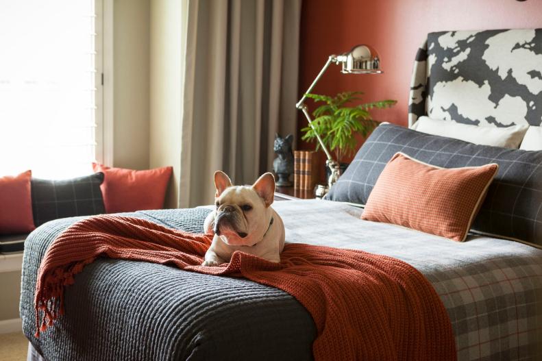 Orange Bedroom With Dog