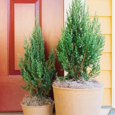 Potted Evergreens