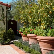 Driveway Lined With Citrus Trees & Terra Cotta Pots