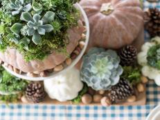Easily turn a faux or fresh pumpkin into a rustic planter for assorted succulents. Surrounded by other fall elements, this garden craft makes a gorgeous living centerpiece for your fall or Thanksgiving table.