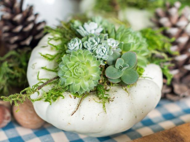 With succulents trending in home decor and gardening, it's the perfect time to incorporate them in your holiday tablescape. Live succulents are clipped and used to top off seasonal pumpkins and squash to make a dramatic centerpiece.