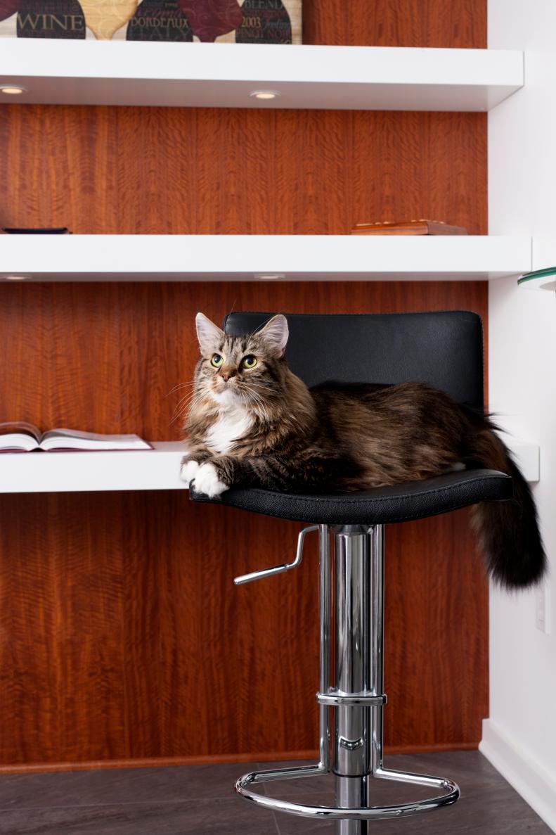 Cat Sitting on a Contemporary Metal Barstool With Black Seat