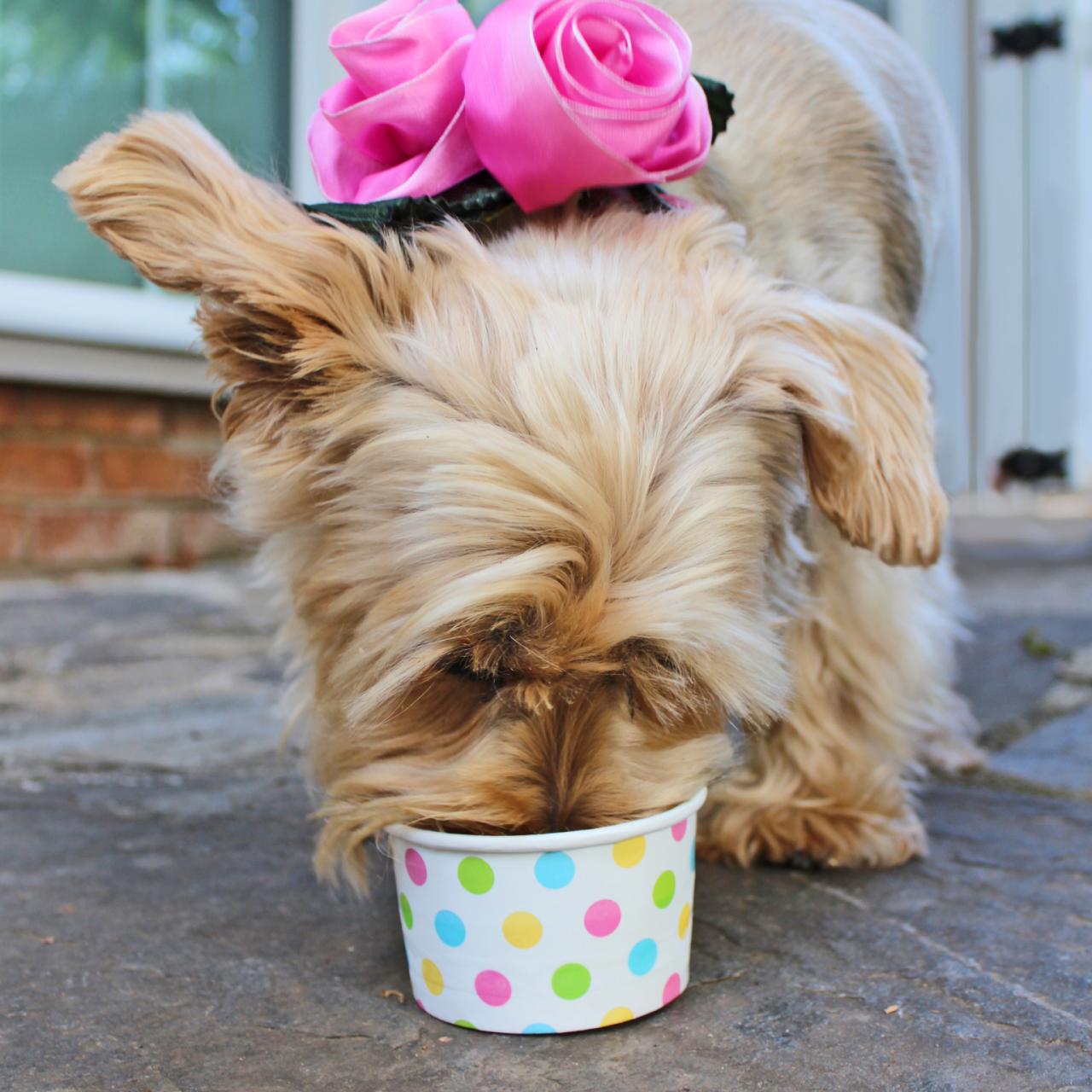 Peanut Butter Ice Cream for Dogs, HGTV Design Blog – Design Happens