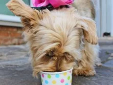 Cute Dog Enjoying Peanut Butter Ice Cream for Dogs