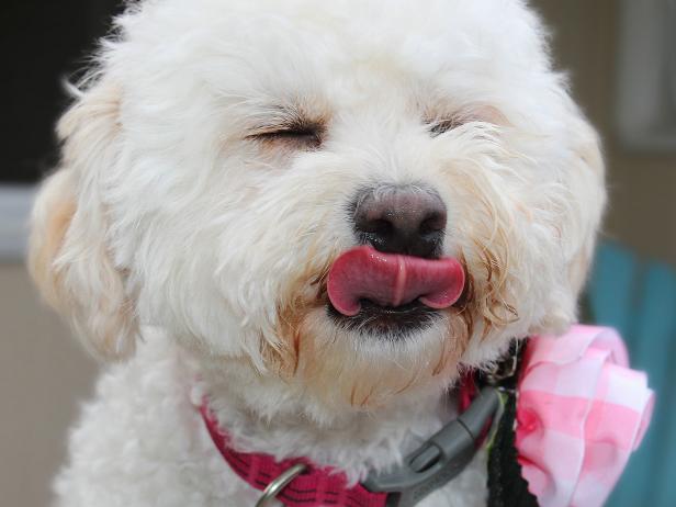 Cute Dog Licking Her Lips