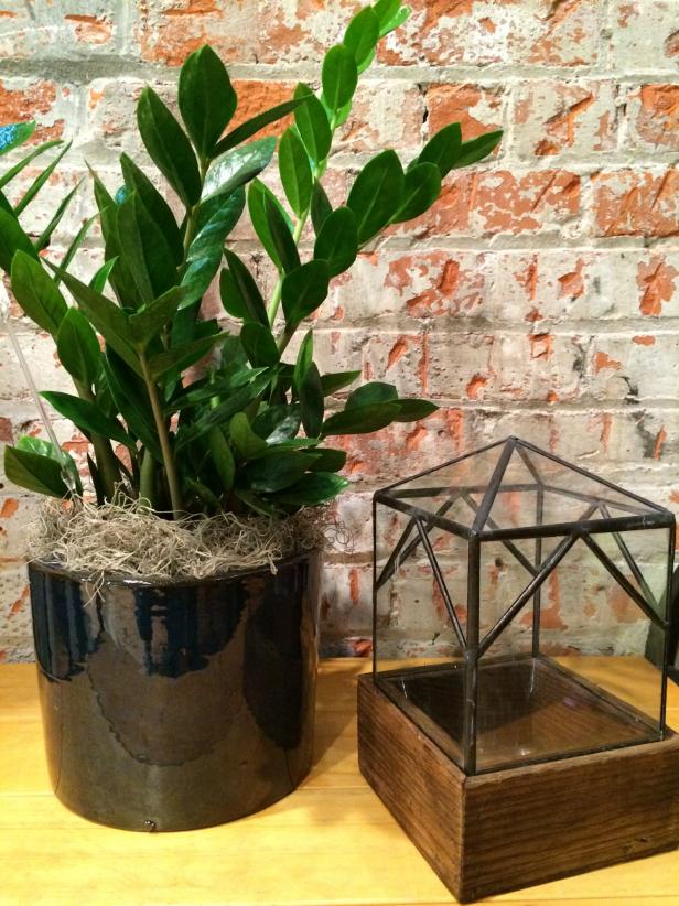 Houseplant on Table in Front of Brick Wall