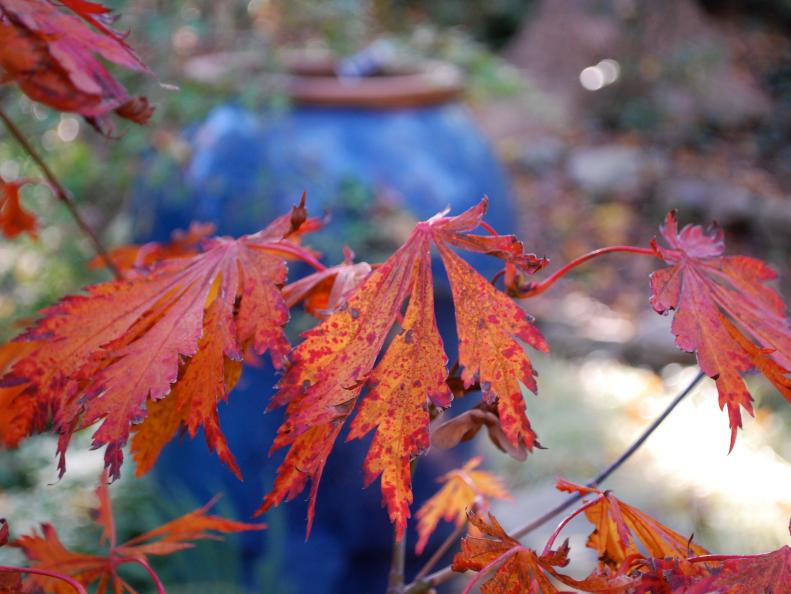 Fall Garden Design with Full Moon Maple and Blue Pottery