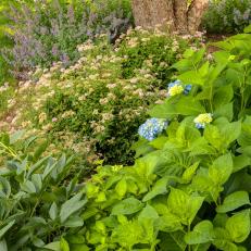 A Seaside Planting Palette in the Shade
