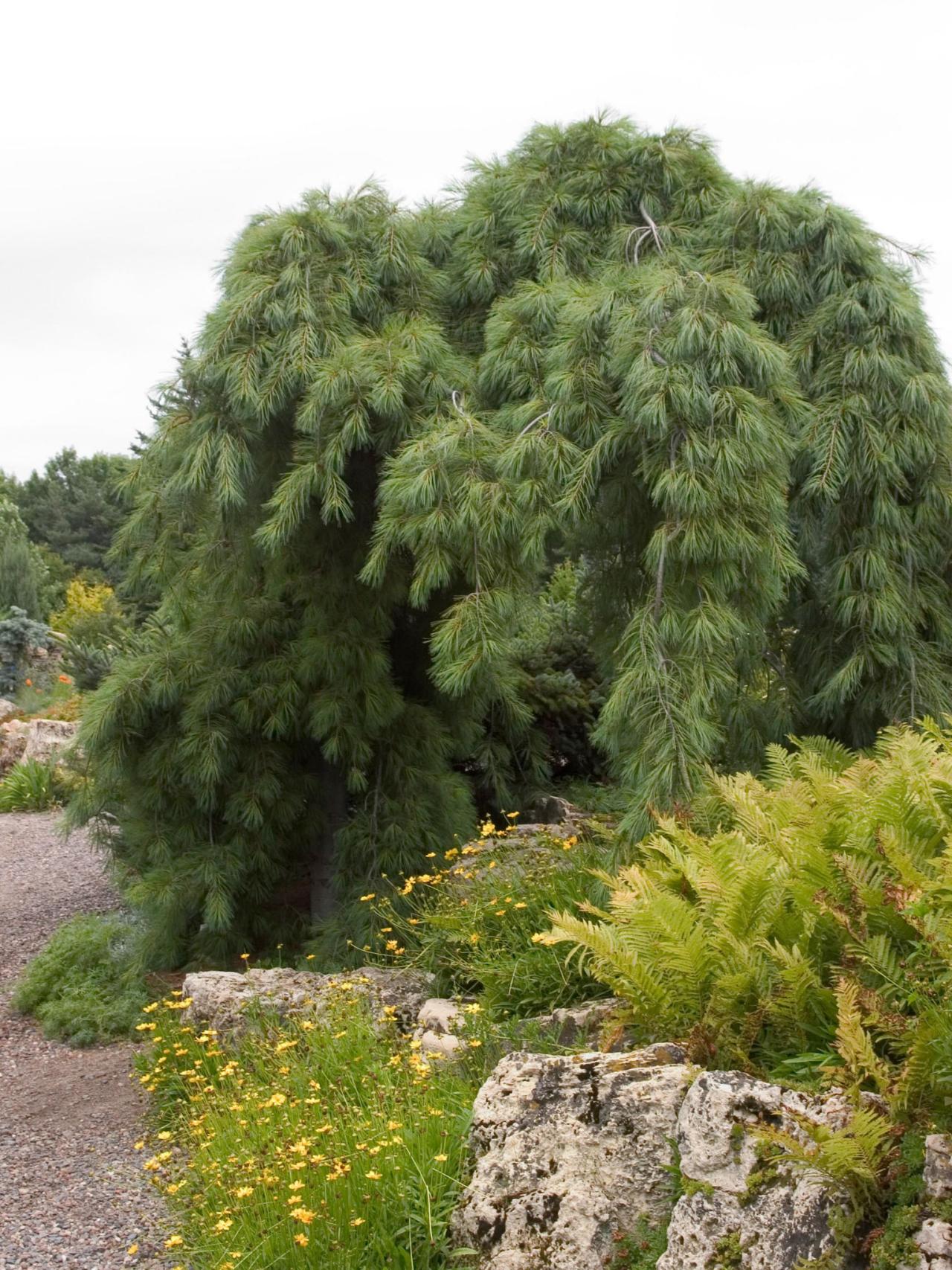 Weeping pine trees species