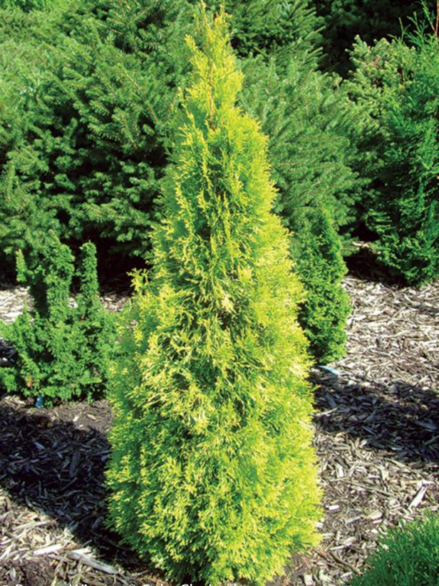 Polar Gold arborvitae | HGTV