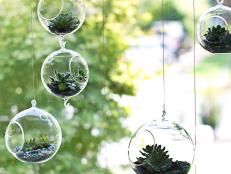 Hanging Glass Orbs with Succulents 
