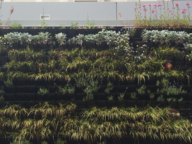 Large Wall with a Hanging Garden | HGTV