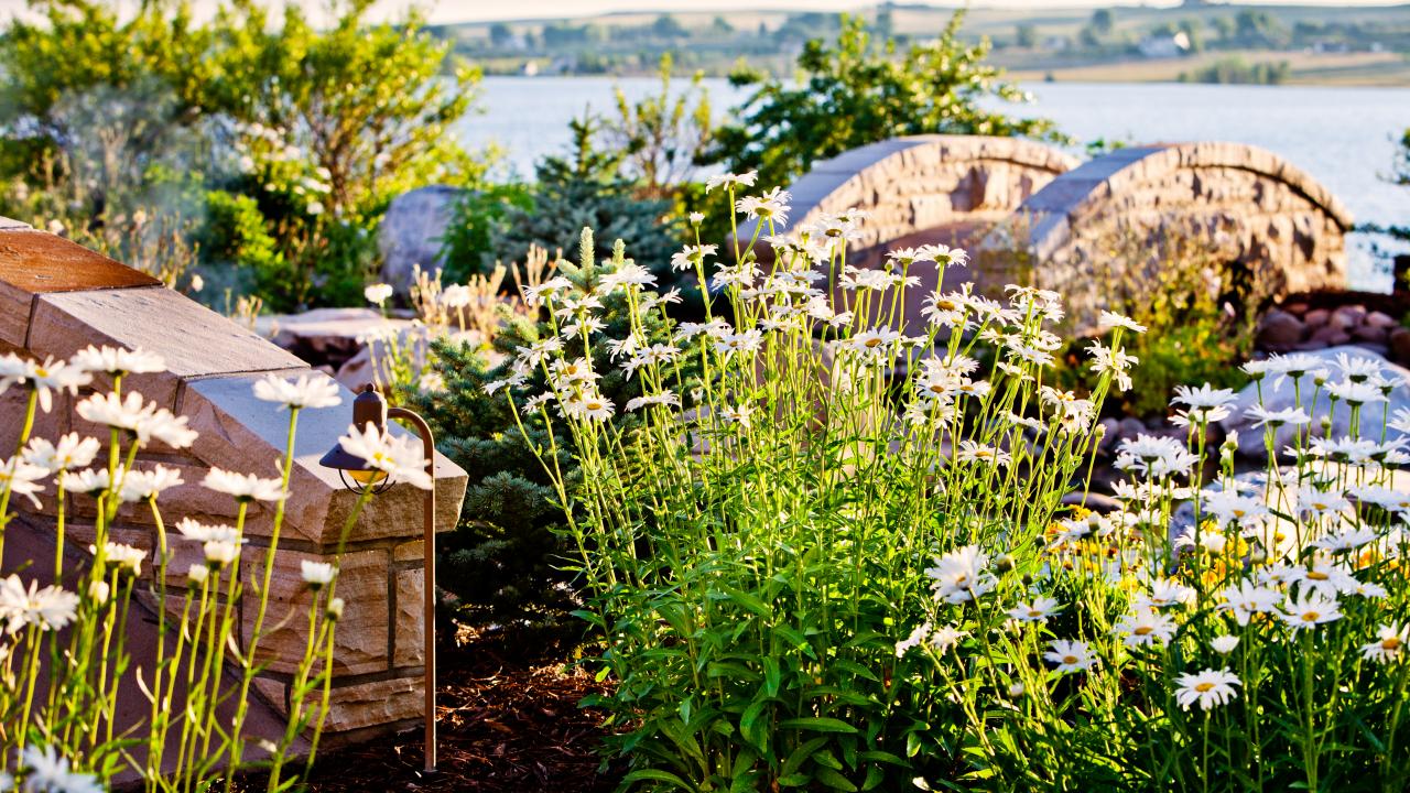 Wild daisies are sweet garden flower for Western New York