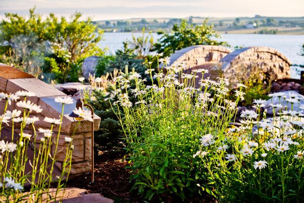 Daisy plants in a native garden