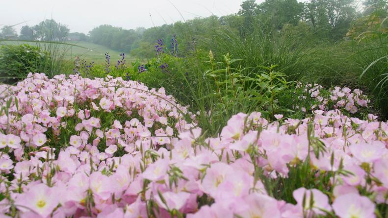 A pink flowering plant