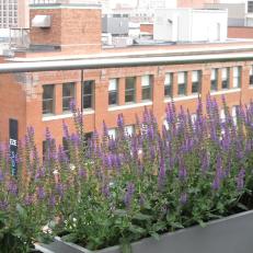 Urban Rooftop Garden with Purple Flowers