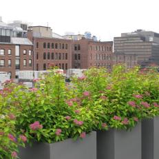 Modern Rooftop Container Garden with Skyline Views