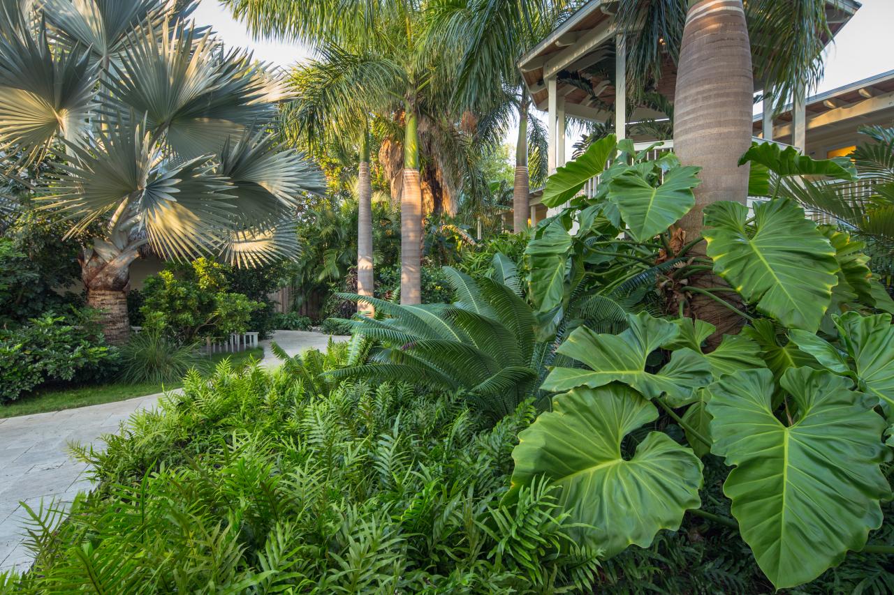 design a tropical garden | hgtv