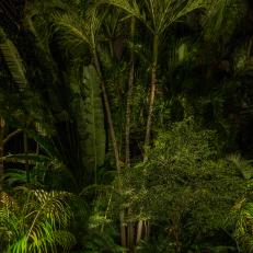 Pathway With Tropical Plants 
