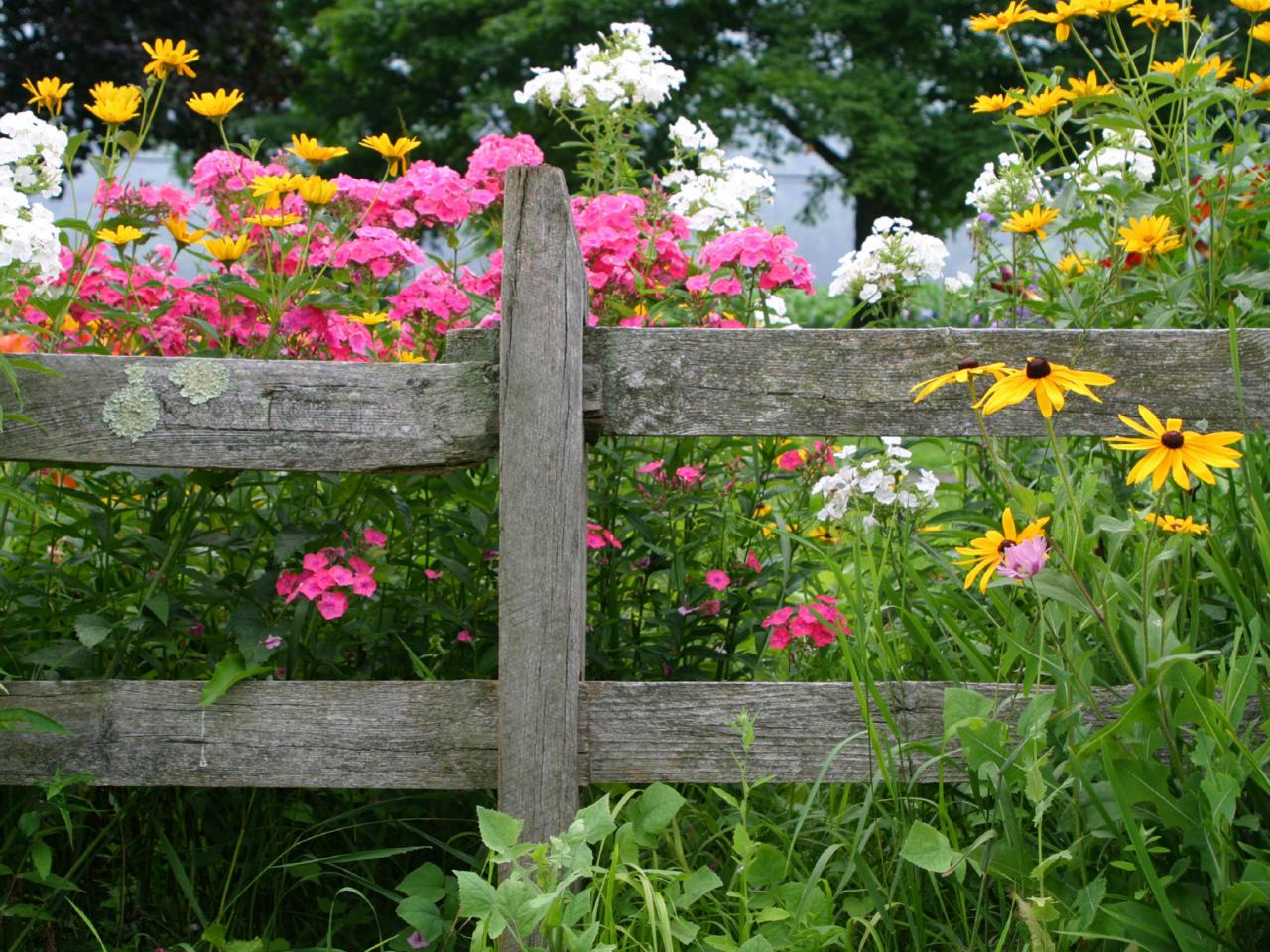 List Of The Best Perennial Flowers DIY