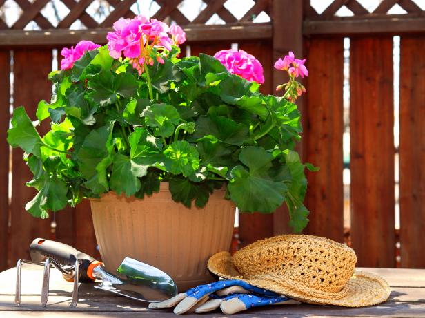 How and When to Plant Geraniums | DIY network wiring guide 