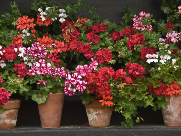 What Is A Geranium Diy