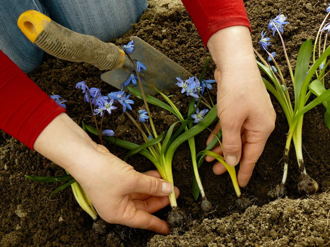 Planting a perennial flower garden in the spring