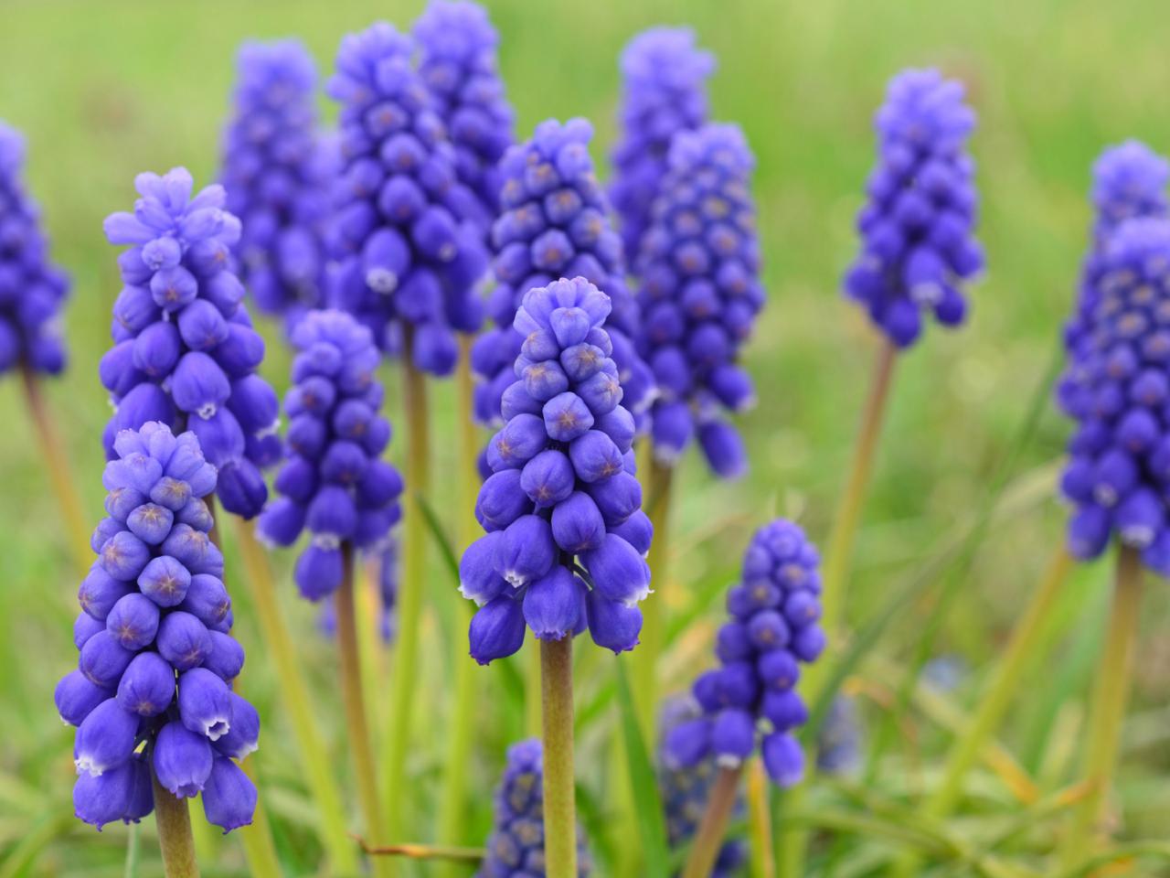 grape hyacinth: flower of the day | hgtv