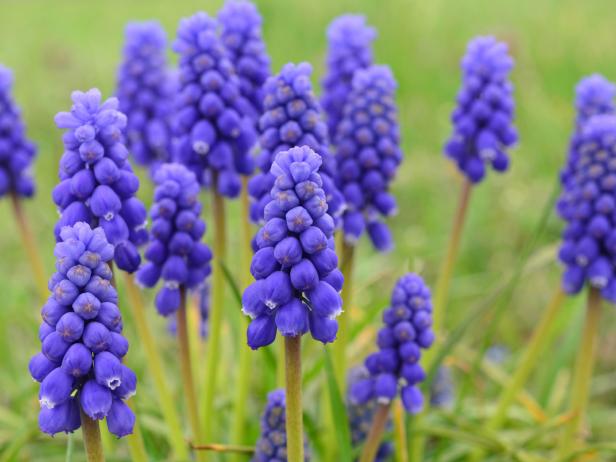 Grape hyacinth (Viper bow) spring flowers against green, blurred background, horizontal orientation