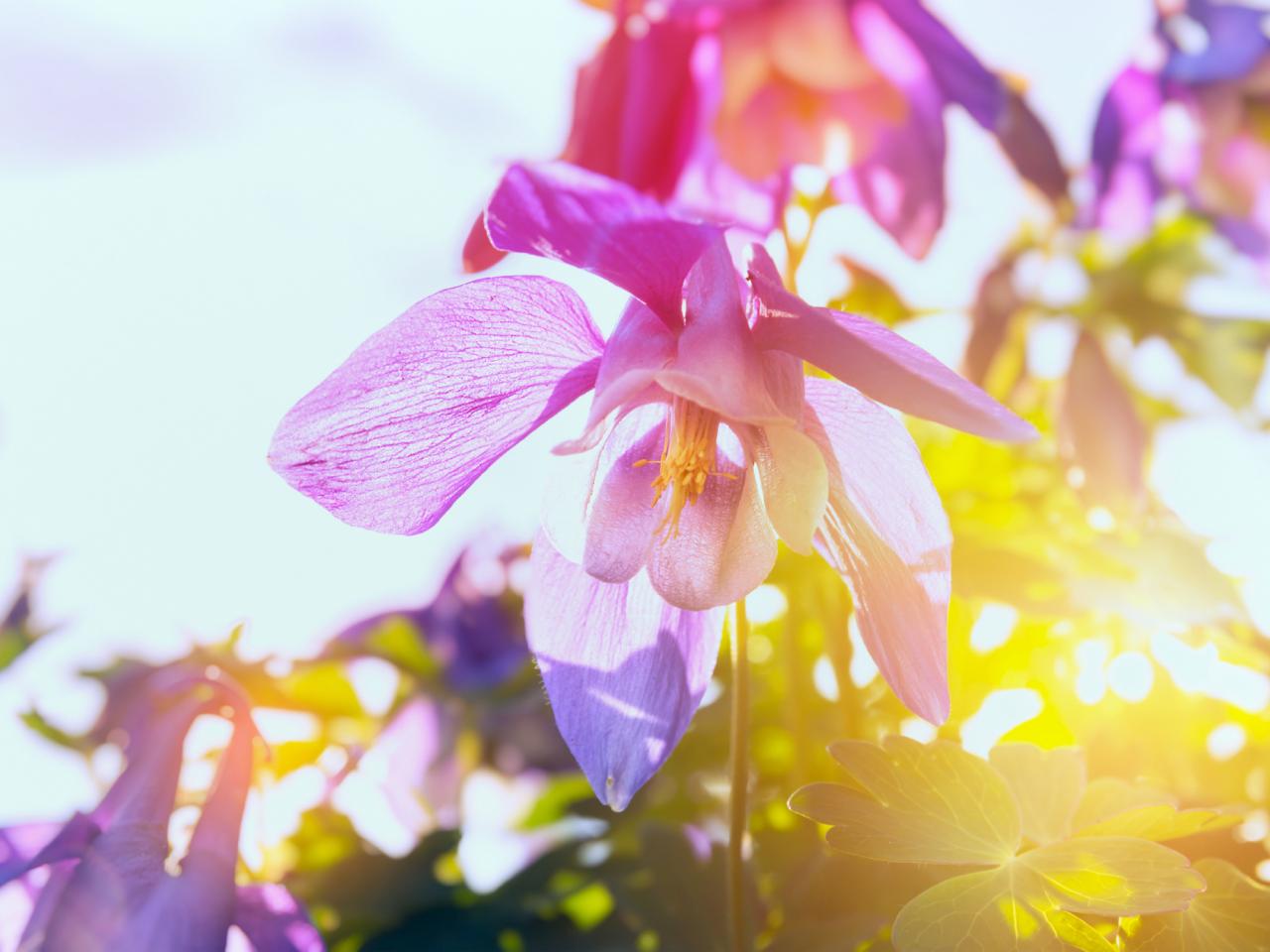 10 Best Perennials And Flowers For Full Sun Diy,Zebra Danio Lifespan