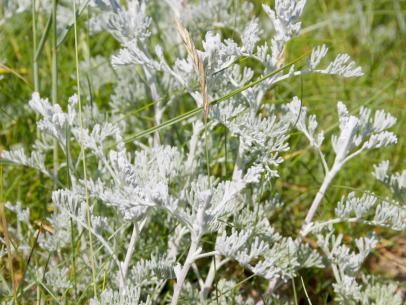 8 Popular Perennial Herbs Diy