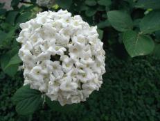 Fragrant Viburnum Diy